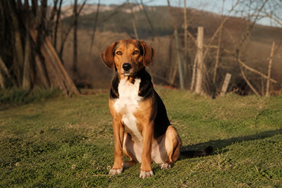 🐾 Срочно ищет дом — Devojčica 🐾