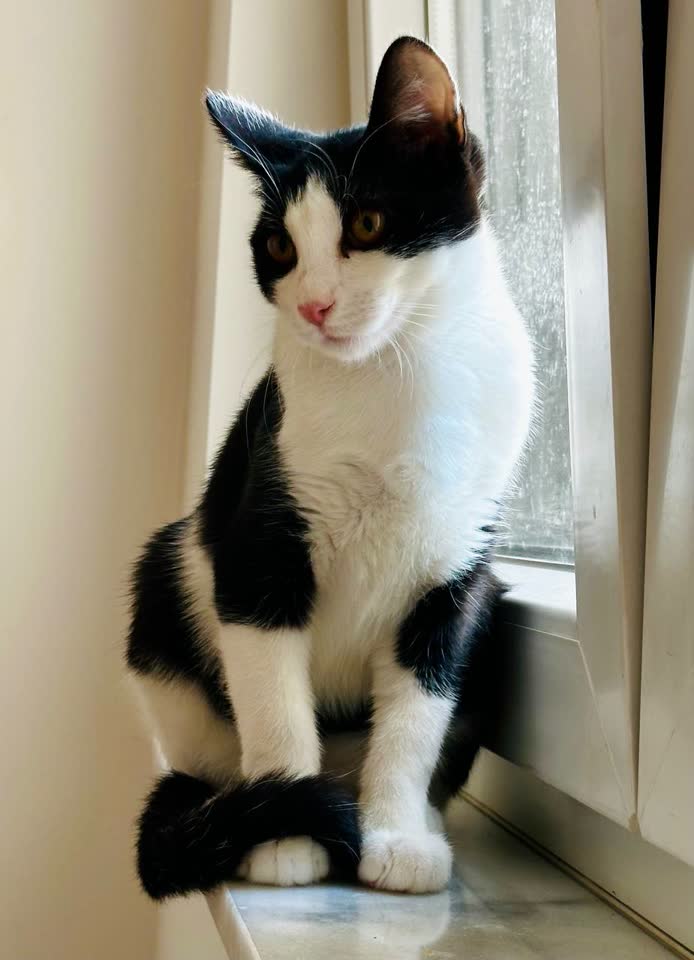 Котёнок ищет дом