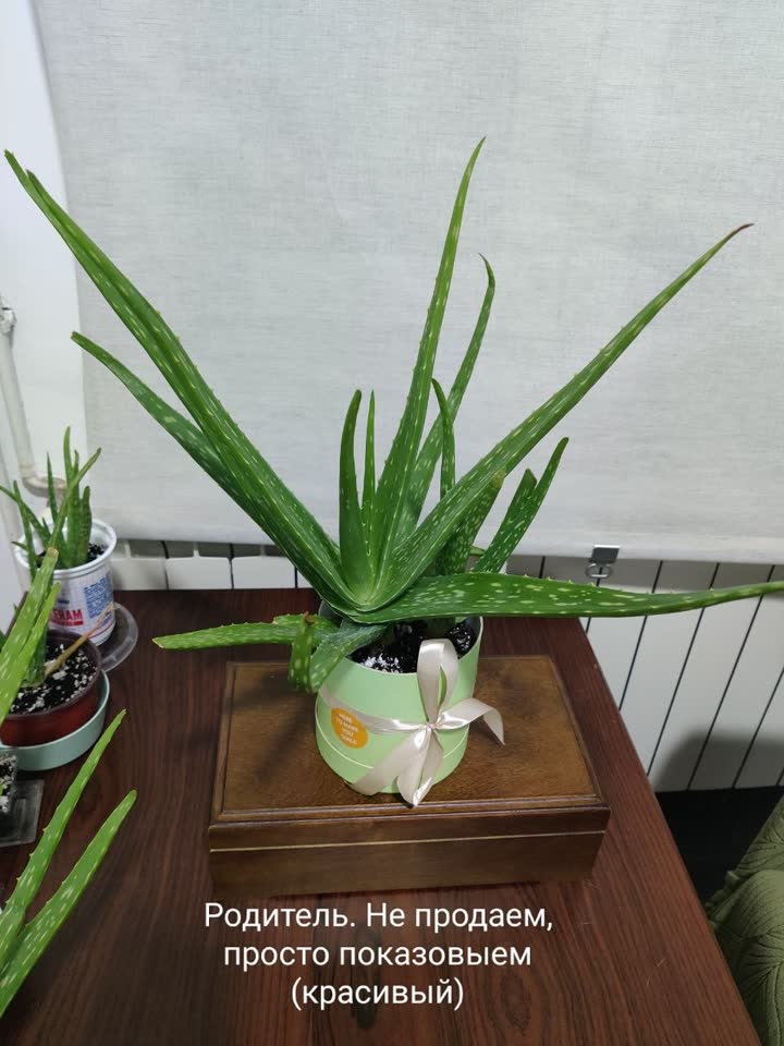 Prodajem aloe