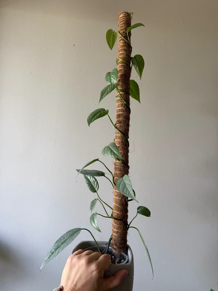 Epipremnum Cebu Blue