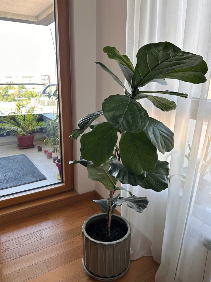 Фикус лировидный (Ficus lyrata)