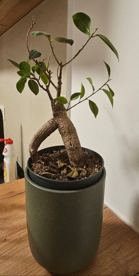 Fikus bonsai sa saksijom besplatno