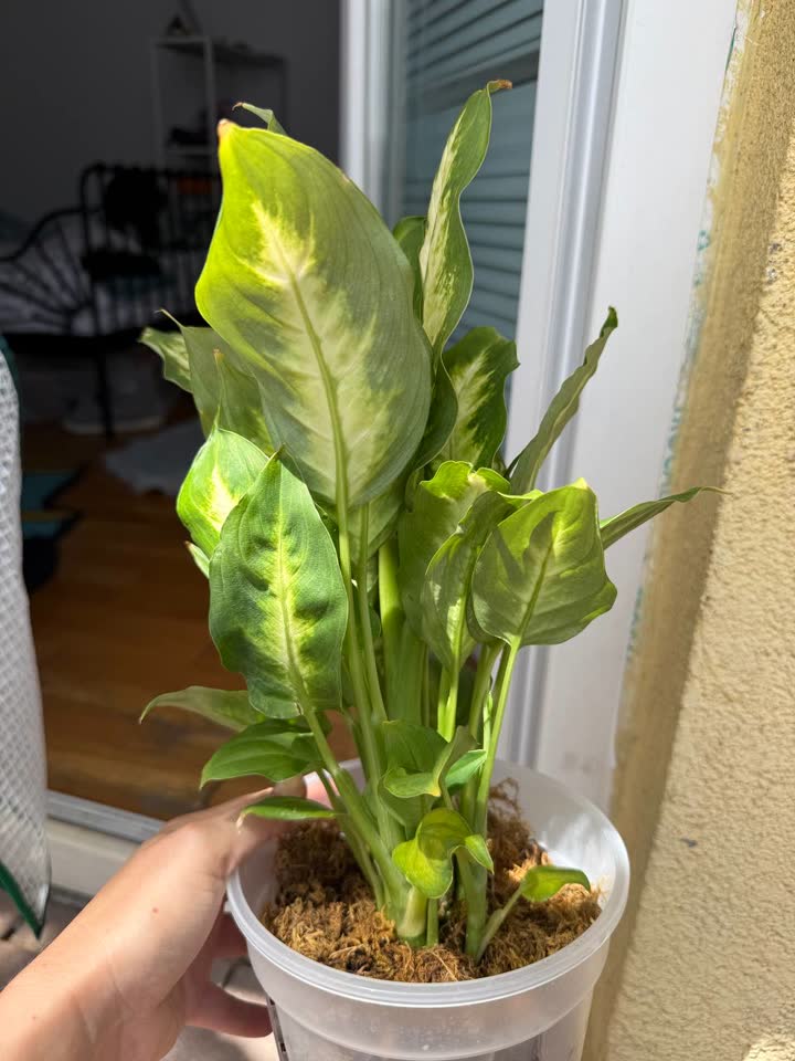 Dieffenbachia Camilla