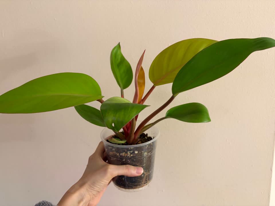 Filodendron mars
