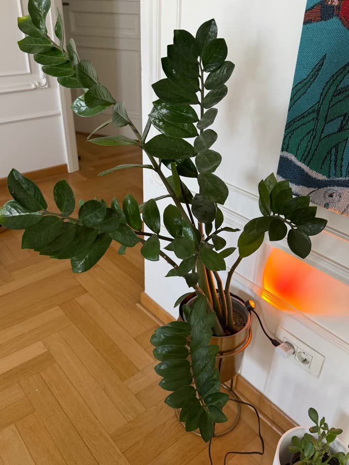 Замиакулькас / Долларовое дерево