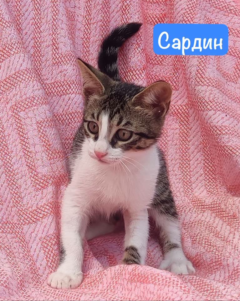 Сардин и Шаран ищут своих людей