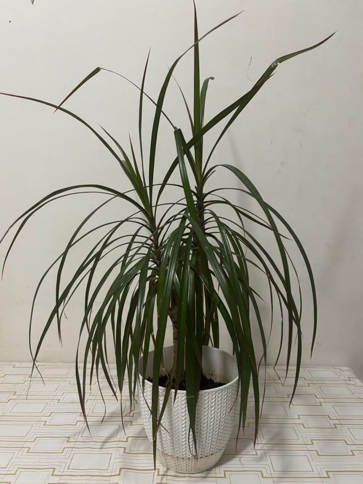 Dracena
