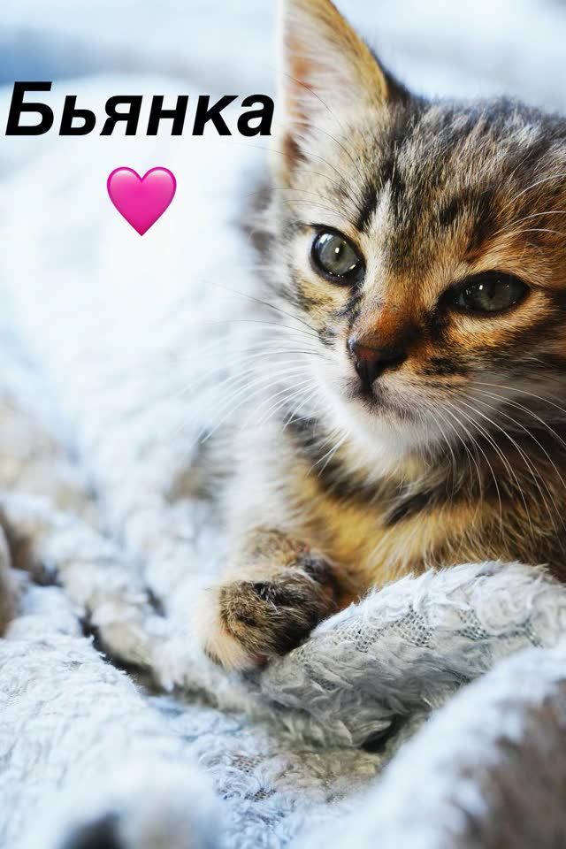 Котята ищут дом и любящие семьи