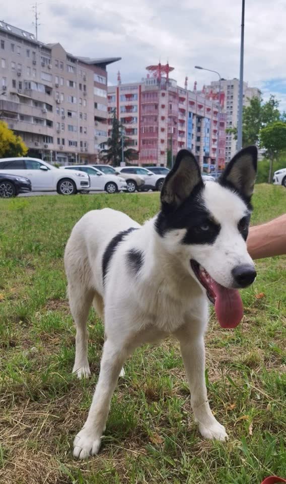 Pronađena ženka psa u Novom Beogradu