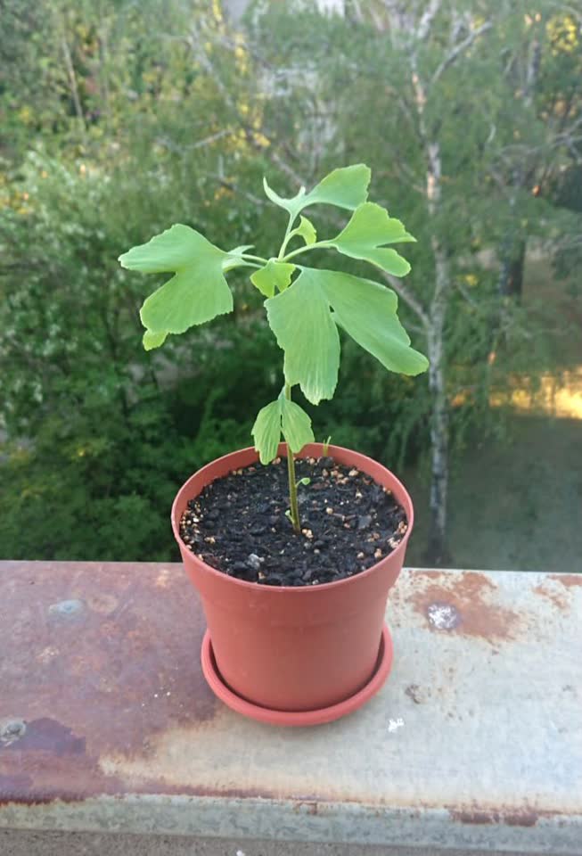 Ginko biloba — reliktno drvo za baštu ili balkon