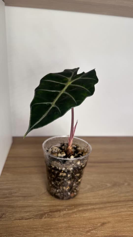 Biljke po fotografiji: Alokazija Polly, Monstera Monkey, Orhideja, Hibiskus, Variegatni Spatifilum, Filodendron Ring of Fire