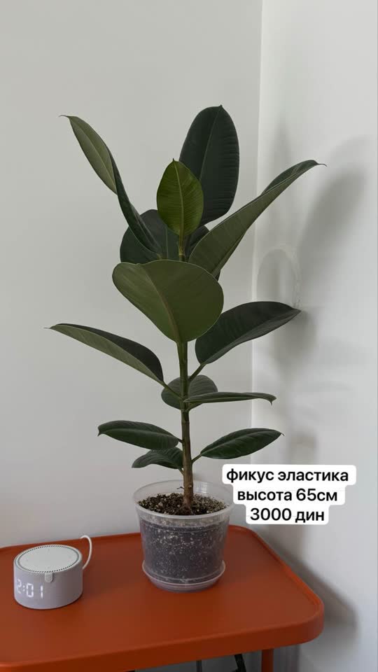 Продаю свои растения и отдаю горшочки
