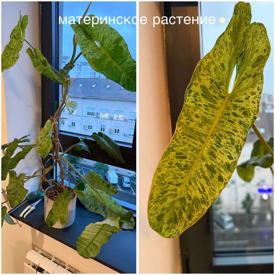 Filodendron Paraiso Verde (variegatni)