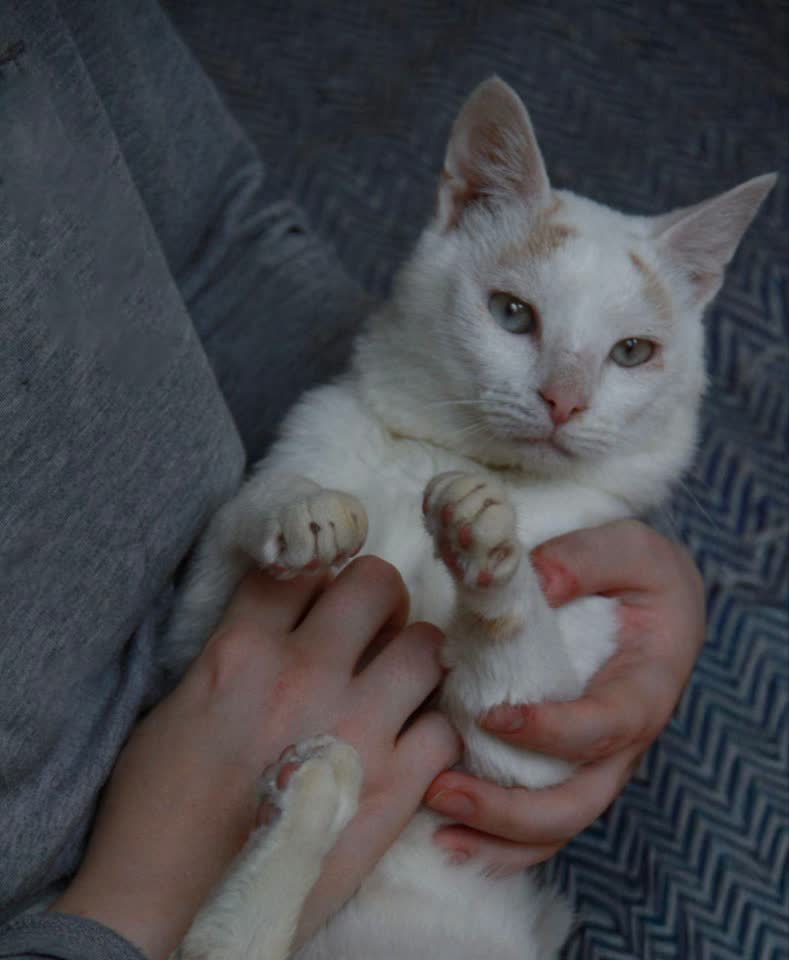 Ищем дом для кота Эйса