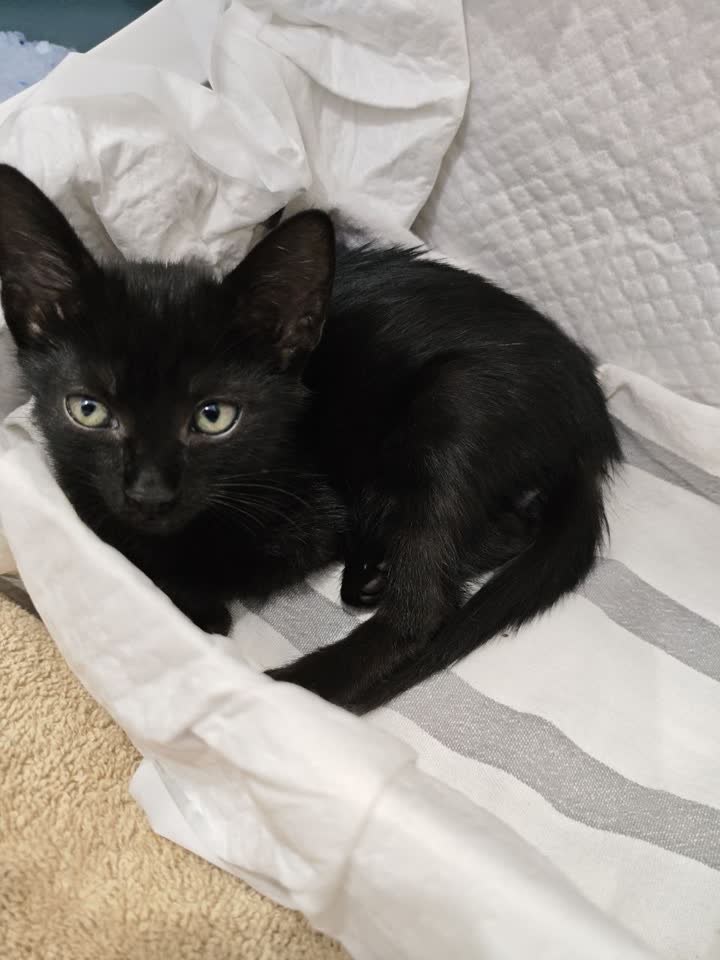 Чёрный котёнок ищет дом