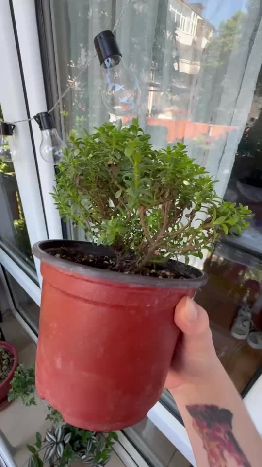 Veronika (ne sećam se sorte). Zamena za vaše biljke ili 300 dinara.