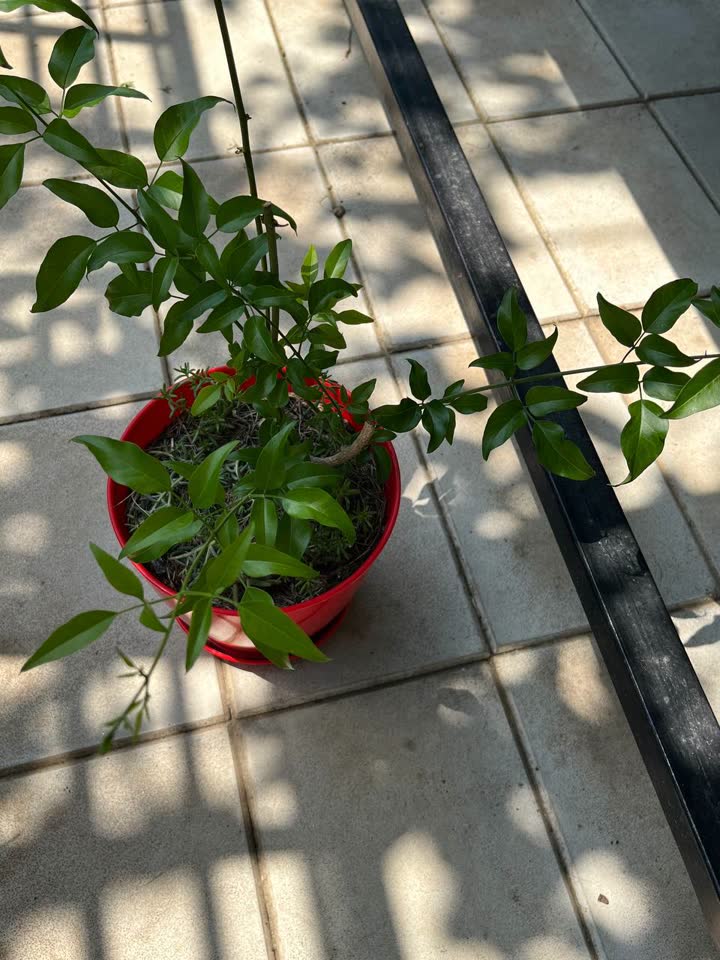 Višecvetni jasmin