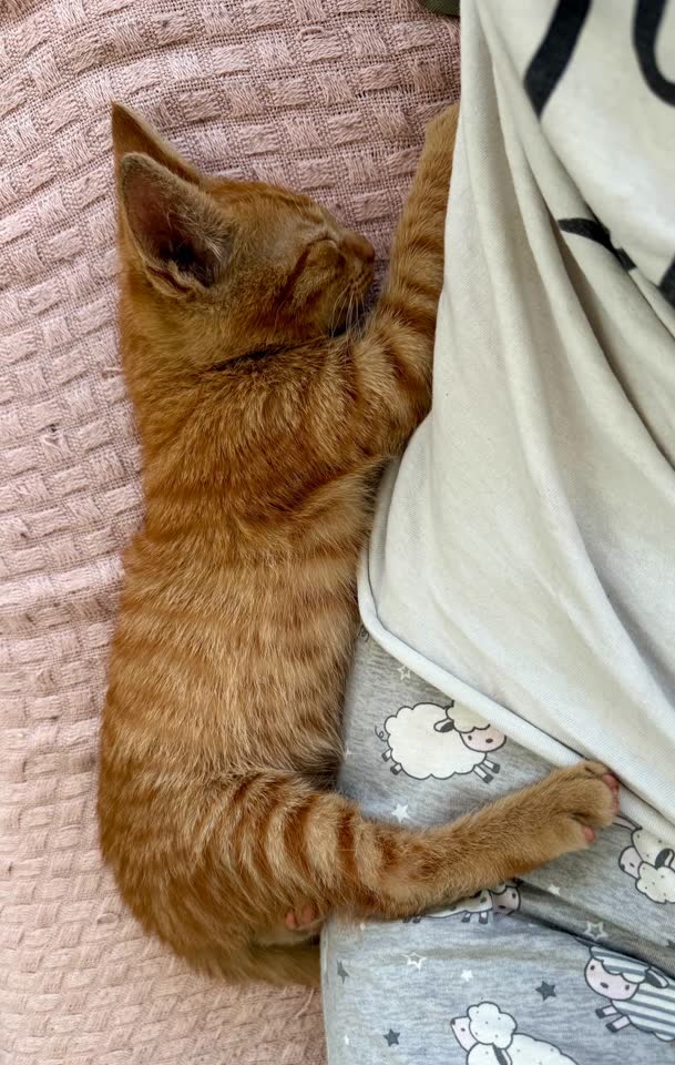 Спасенный котенок Ружик ищет дом