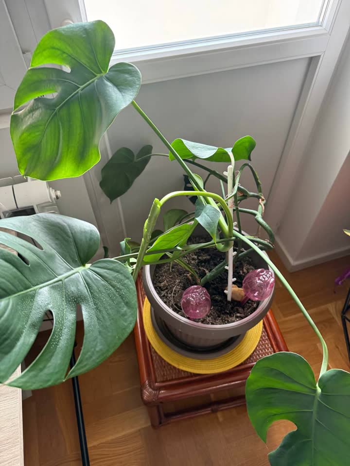 Monstera