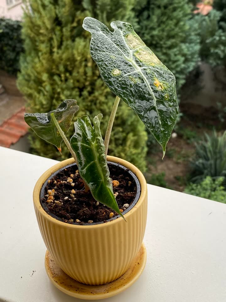 Hlorofitum, Alokazija, Epipremnum