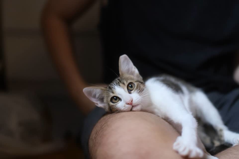 Котята ищут дом