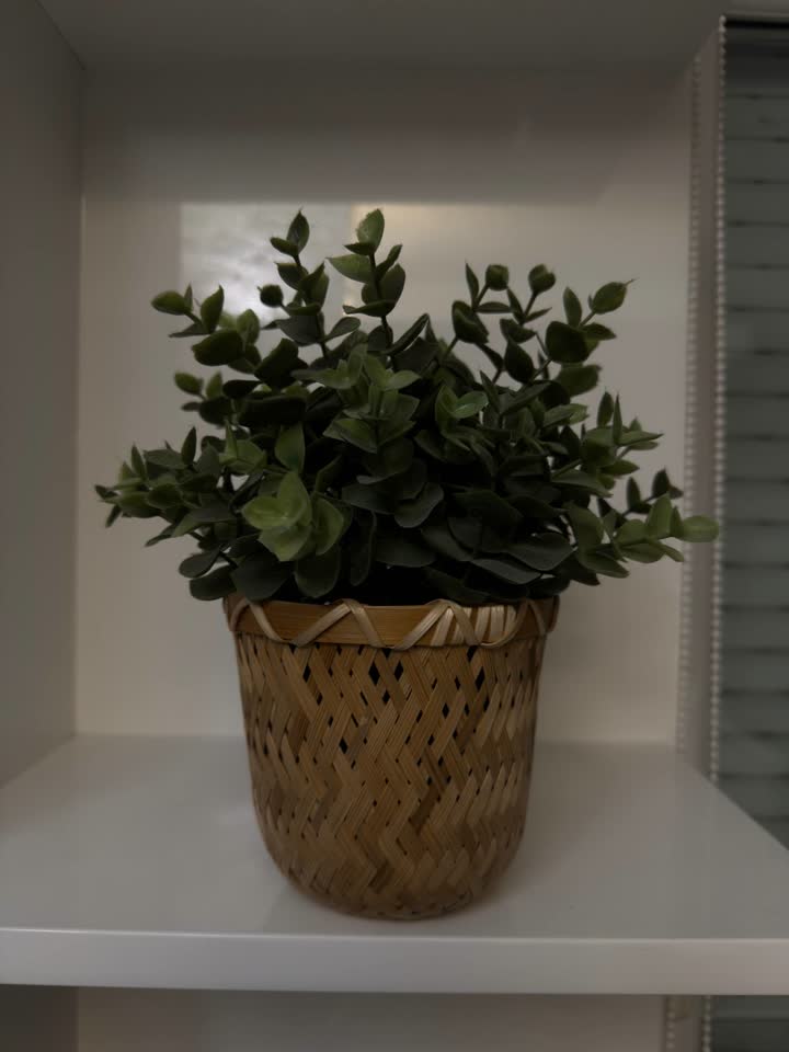Saksija sa biljkom i set od tri veštačka sukulenta IKEA