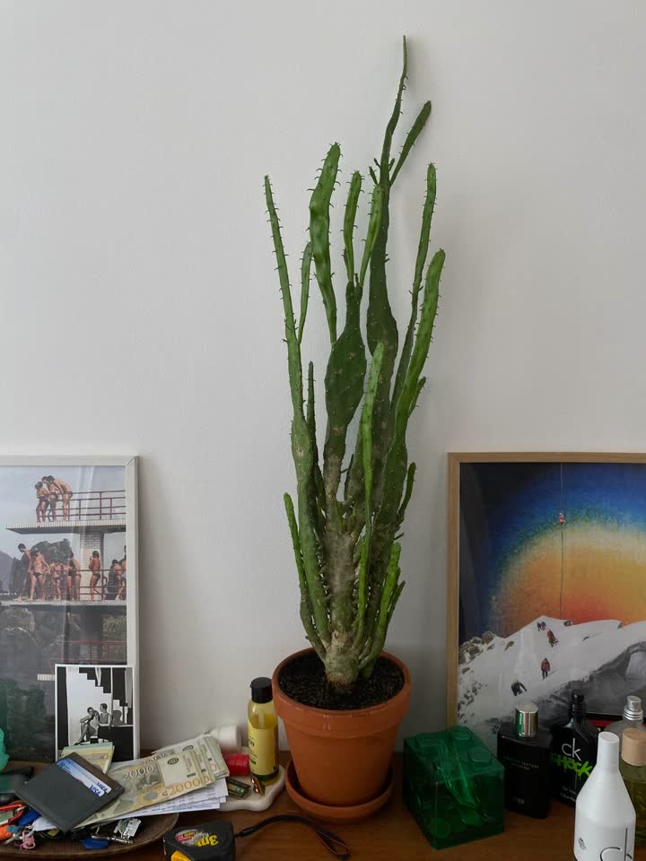 opuncija monokanta monstroza (Opuntia monacantha f. monstruosa) 3000 rsd filodendron ksanadu