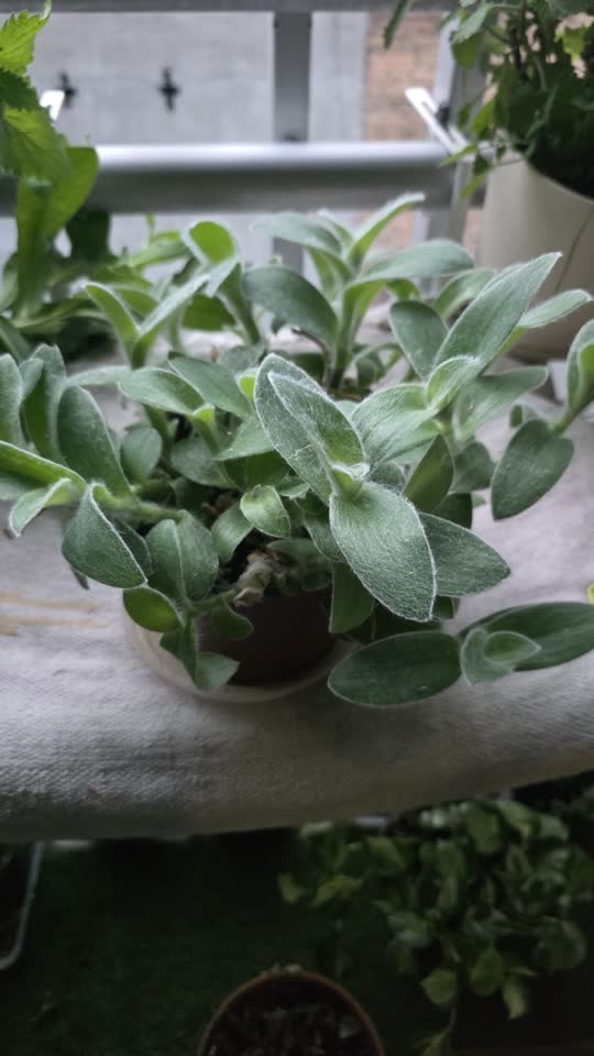 Tradeskantija Sillimontana