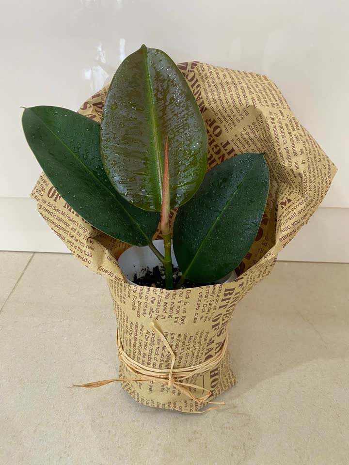 Ukorenjeni gumonosni fikus (Ficus elastica)