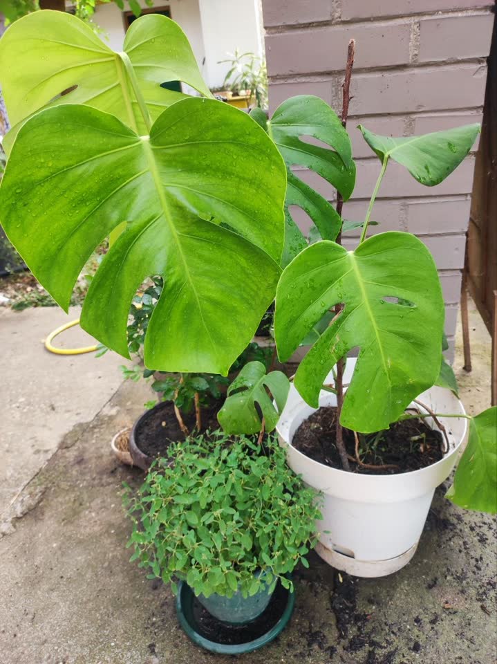 Monstera