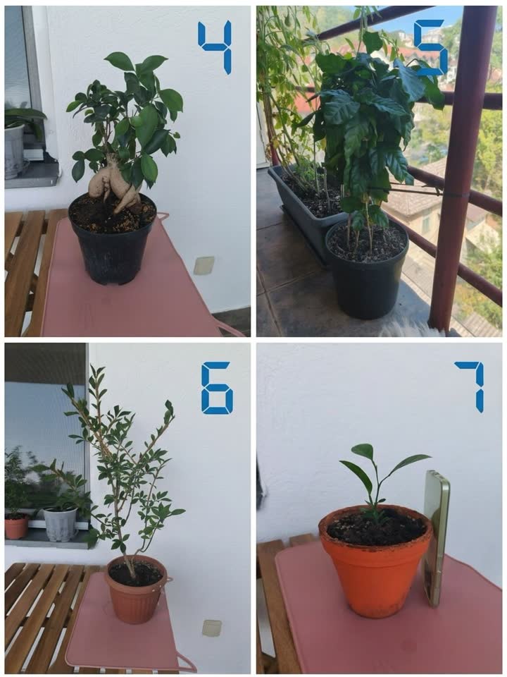 Rasprodajem kolekciju biljaka