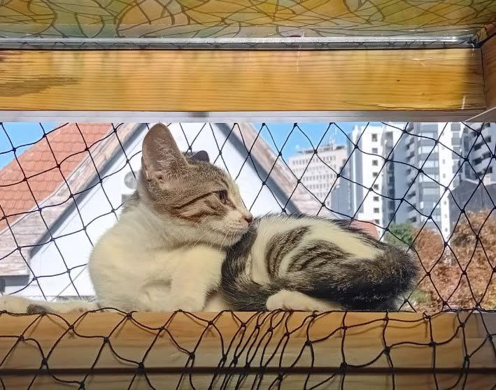 Спасите котика! (или двух)