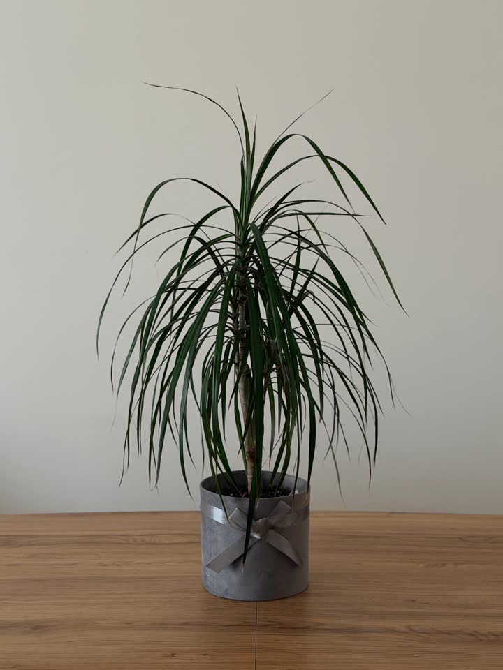 Dracena 75 cm u dekorativnoj saksiji