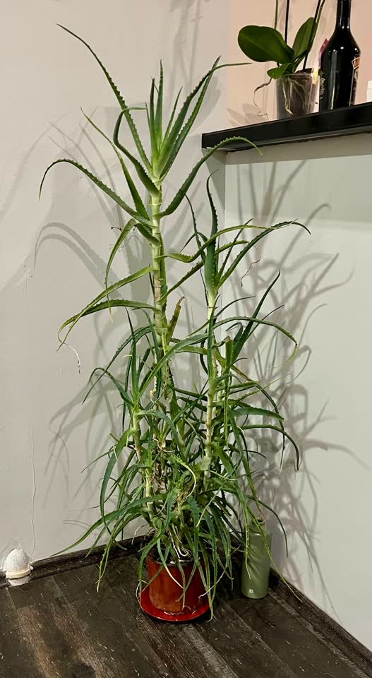 Aloe vera i zlatni epipremnum