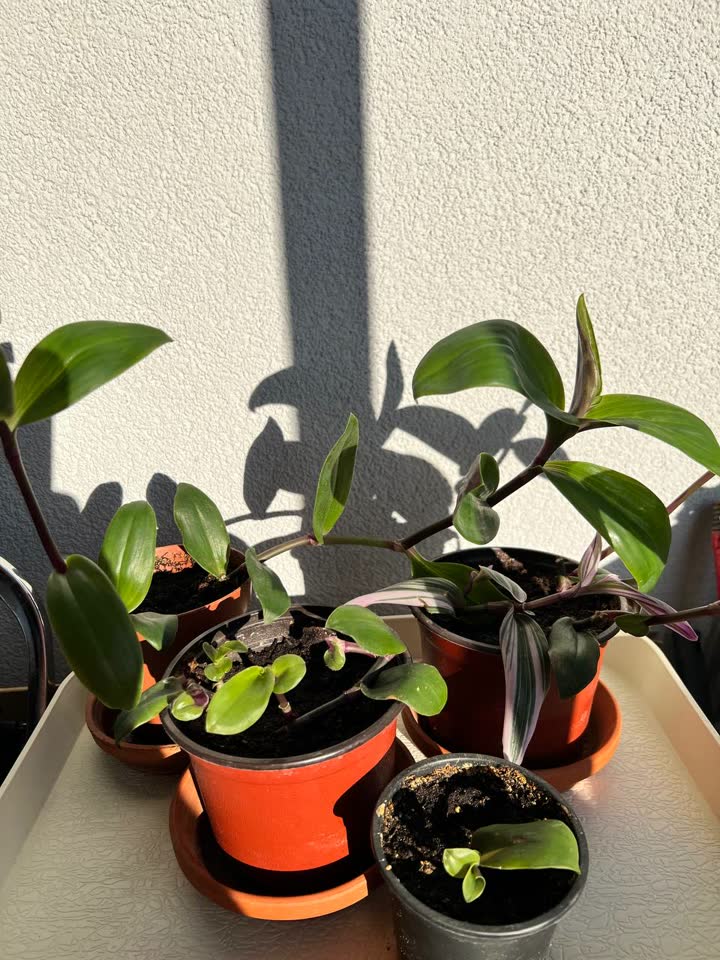 Tradeskantija sa belim cvetovima