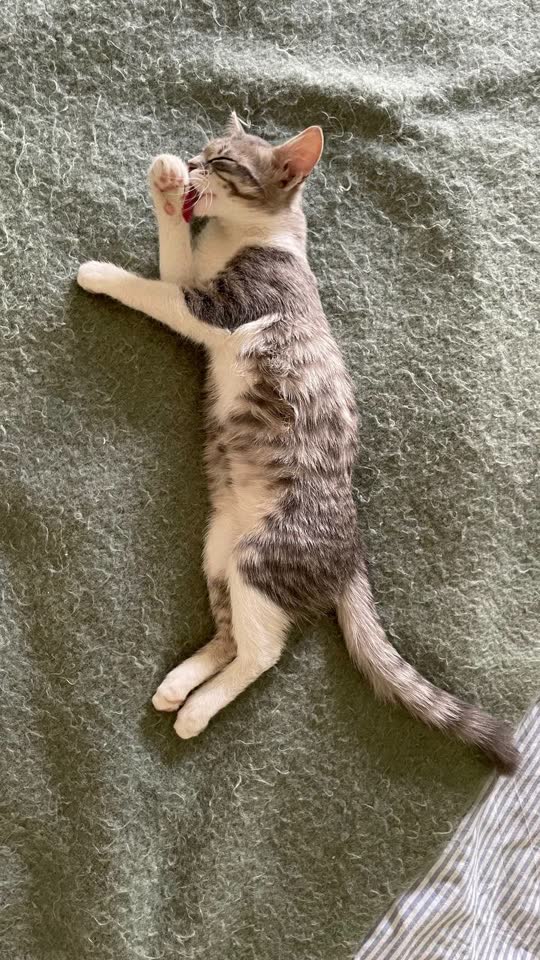 Маленький котёнок девочка ищет дом