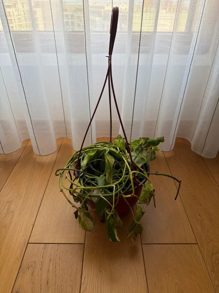 ДАРОМ