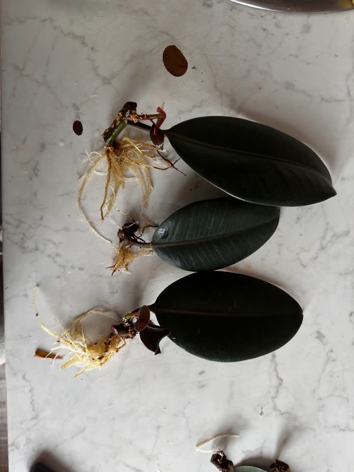 Poklanjam izdanke monstera i fikusa