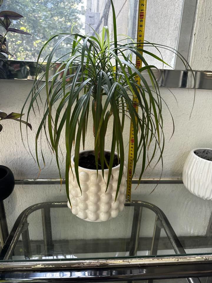 Nezahtjevna dracena, sa saksijom