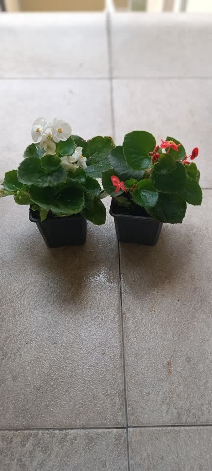 1. Pilea 300 din