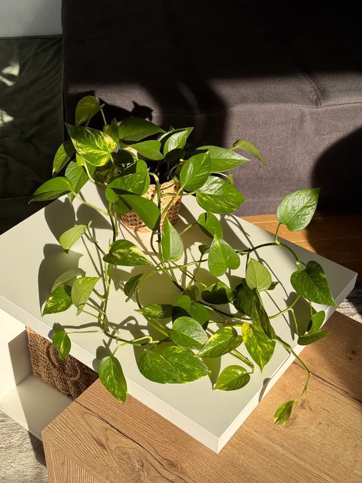 Epipremnum zlatni