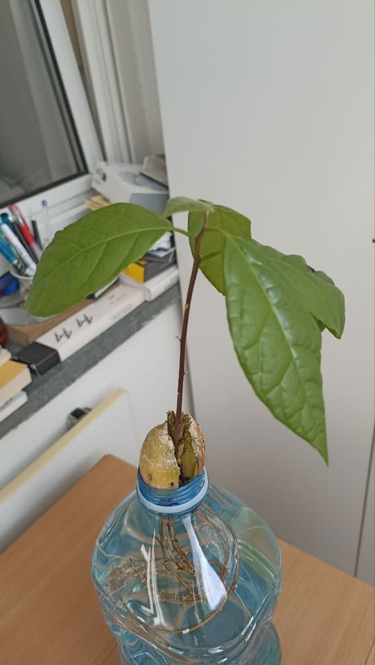 Poklanjam avokado