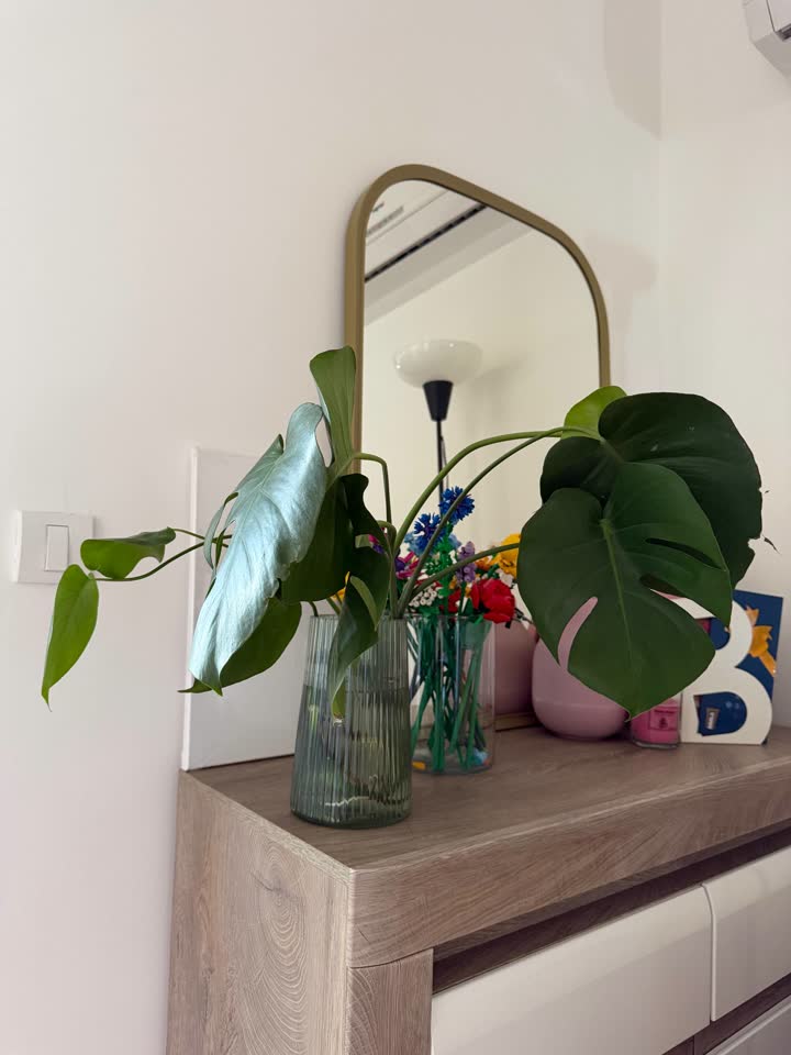 Monstera sa korenjem za presađivanje