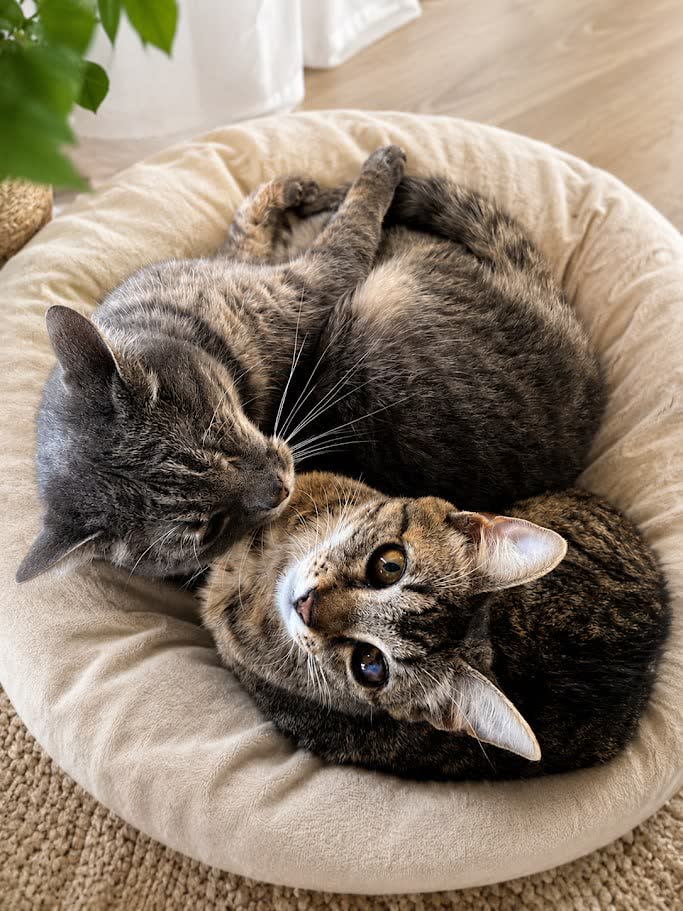 Мышка — кошка, которая умеет любить