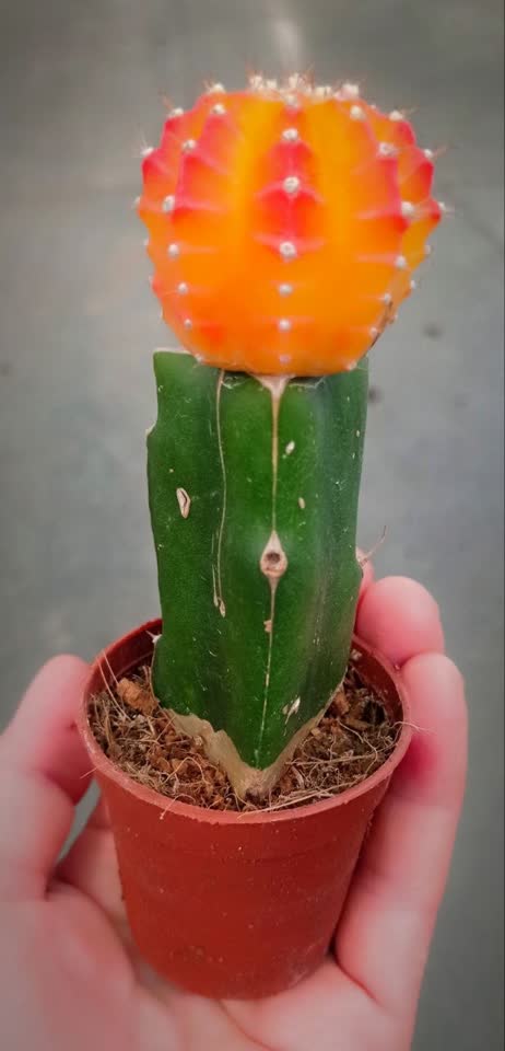 Gymnocalycium — sobni rejver sa jarkom neonskom „kapicom“