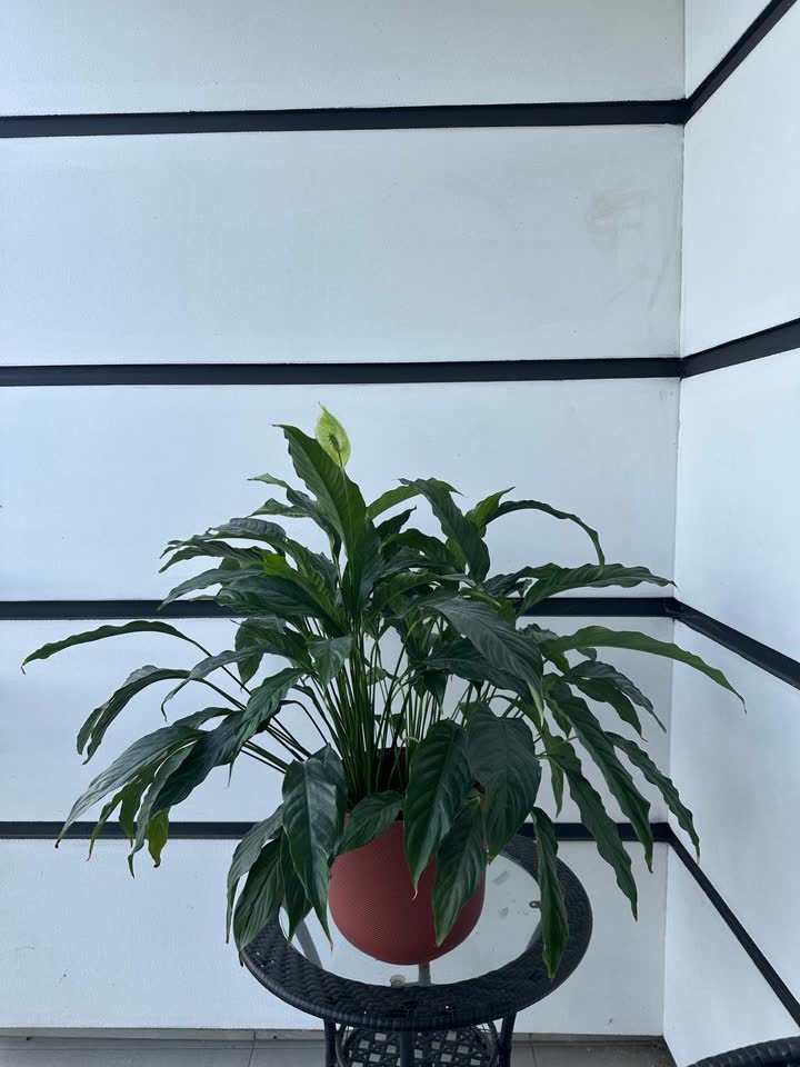 Spathiphyllum