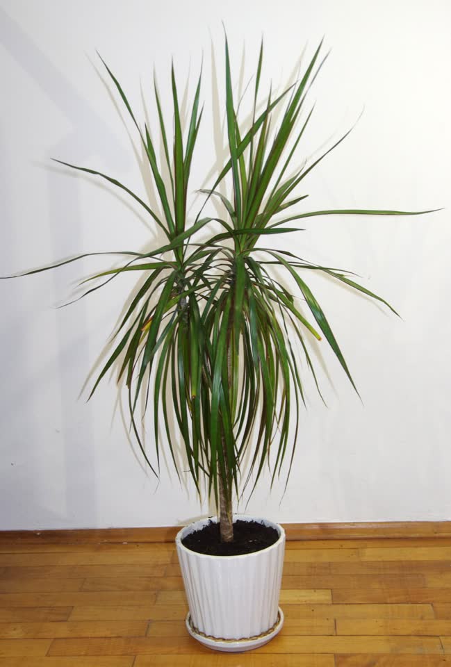Dracena u keramičkoj saksiji