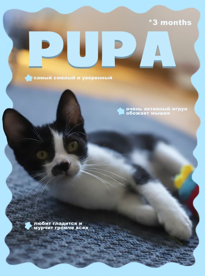 Slatki mačići u ponudi