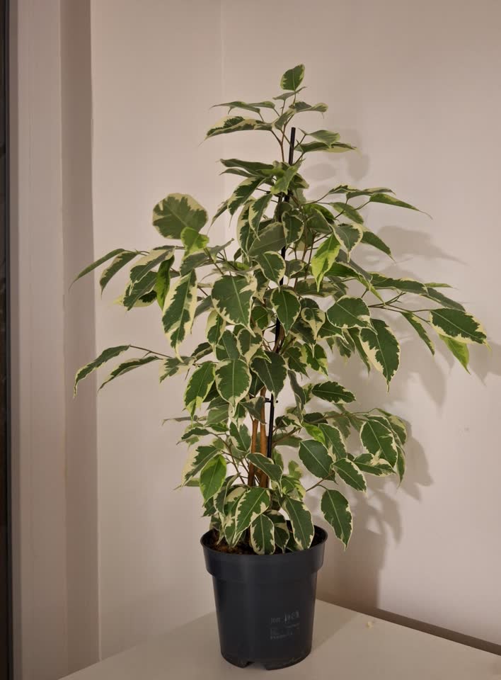 FIKUS BENJAMINA