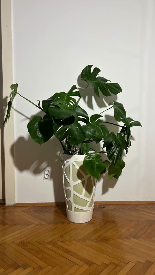 Monstera